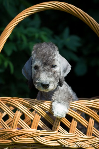 2014-07-03 Cherry-7019.jpg